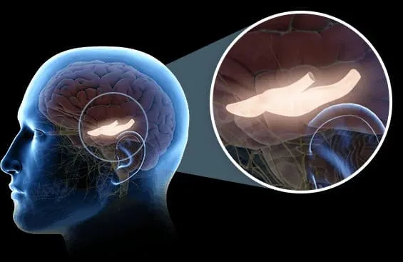 Human head with highlighted hippocampus in brain. The Genius Wave review.